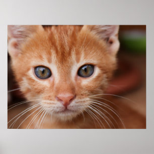 Red Tabby Kitten Poster