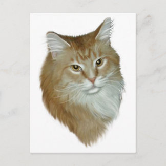 Red Tabby Maine Coon Postcard