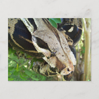 Red Tail Boa Postcard