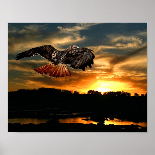 Red tail hawk at sunset poster (Front)