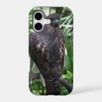 Red Tail Hawk Bird