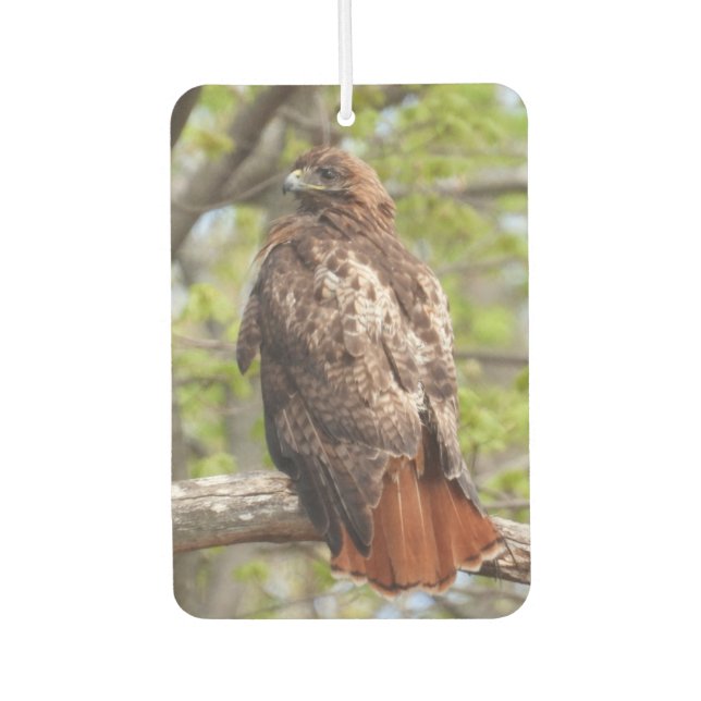 Red Tail Hawk -Bird of Prey Car Air Freshener (Front)
