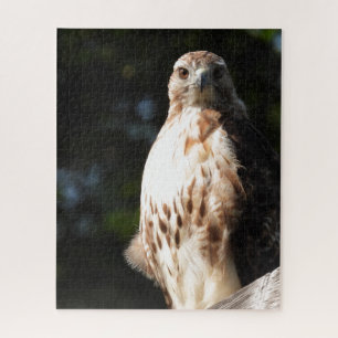 Red Tail Hawk, Bird Of Prey Jigsaw Puzzle