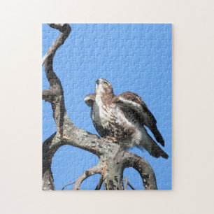 Red Tail Hawk, Bird Of Prey Jigsaw Puzzle