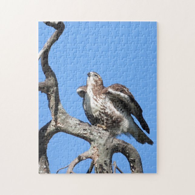 Red Tail Hawk, Bird Of Prey Jigsaw Puzzle (Vertical)