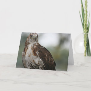 "Red Tail Hawk" Bird Photo Greeting Card