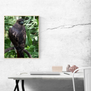 Red Tail Hawk Bird Photo Poster