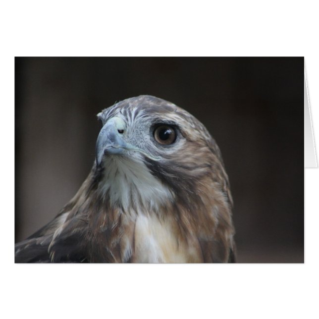 Red Tail Hawk card (Front Horizontal)