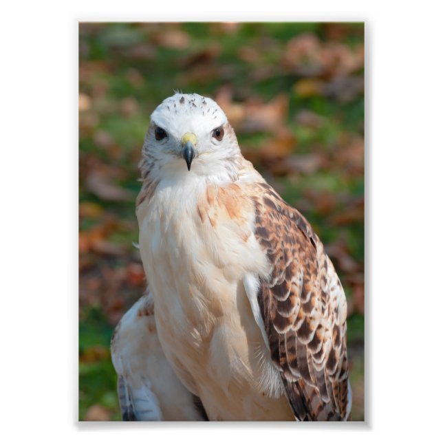 Red Tail Hawk Closeup Photo Print (Front)