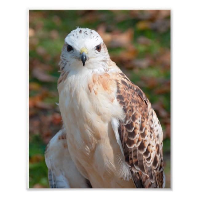 Red Tail Hawk Closeup Photo Print (Front)