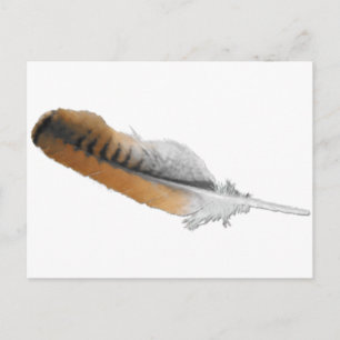 Red-tail Hawk feather Postcard