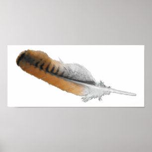 Red-tail Hawk feather Poster