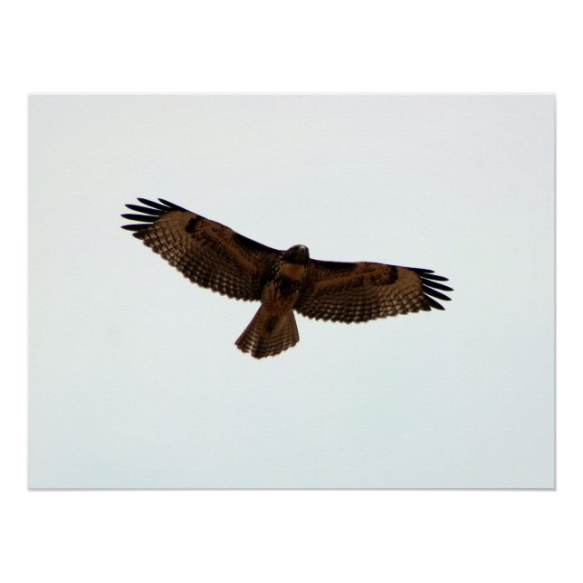 Red Tail Hawk in Flight Poster (Front)