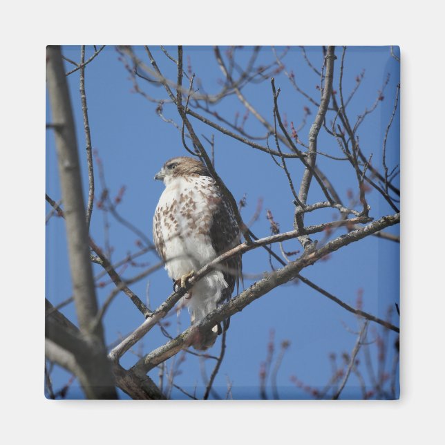 Red tail hawk magnet (Front)
