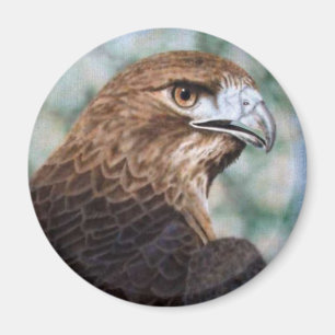 Red-tail Hawk Magnet