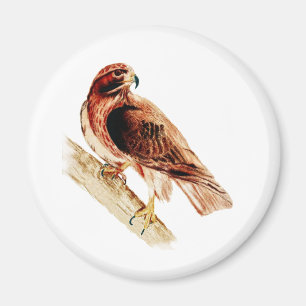 Red Tail Hawk Magnet