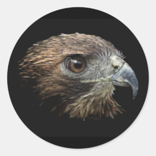 Red-tail Hawk pastel Classic Round Sticker
