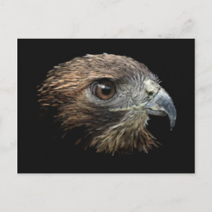 Red-tail Hawk pastel Postcard