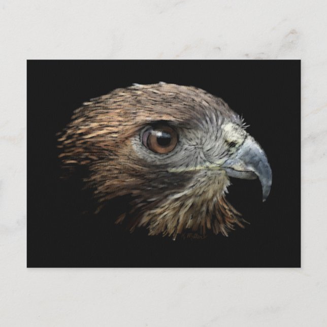 Red-tail Hawk pastel Postcard (Front)
