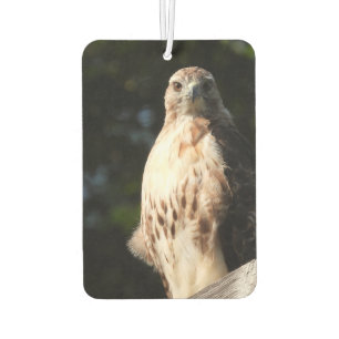 Red Tail Hawk Stare Down Car Air Freshener