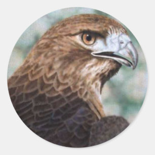 Red-tail Hawk Sticker