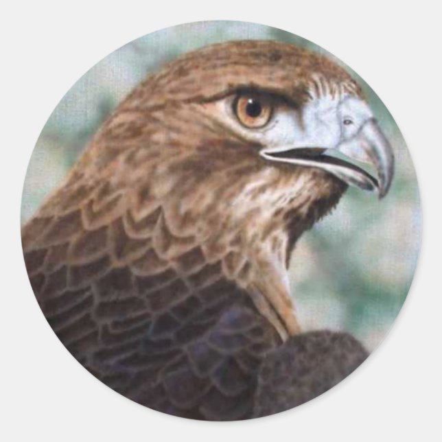 Red-tail Hawk Sticker (Front)