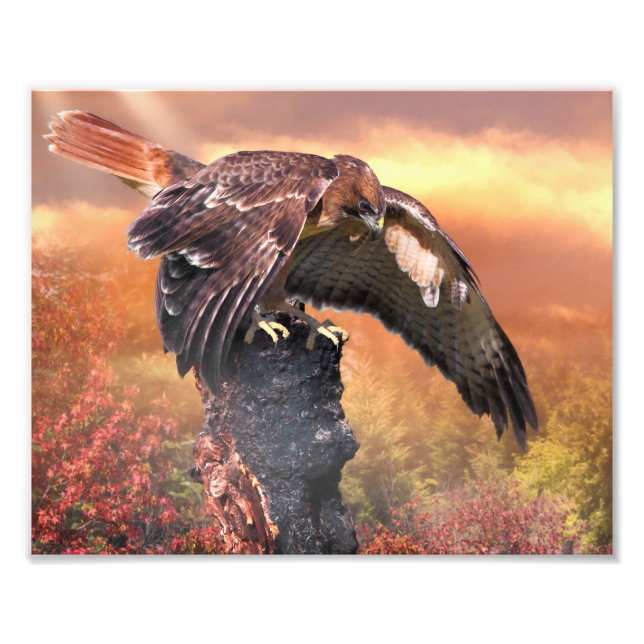 RED TAIL HAWK TOUCHDOWN PHOTO PRINT (Front)