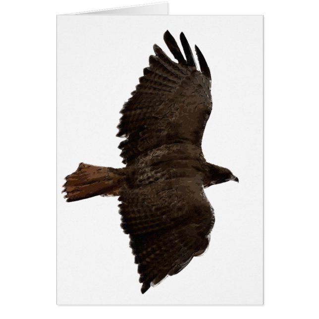 Red-tail sketch (Front)