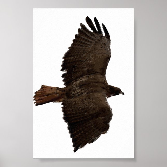 Red-tail sketch poster (Front)