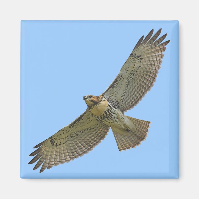 red-tail soaring Magnet (Front)