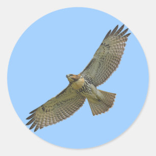 red-tail soaring Stickers