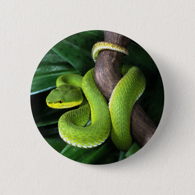 Red-tailed bamboo pitviper 6 cm round badge (Front)