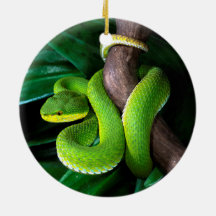 Red-tailed bamboo pitviper