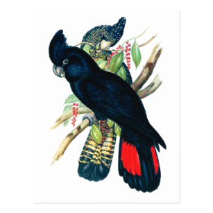 Red tailed, Black (Banksian) Cockatoos. Postcard