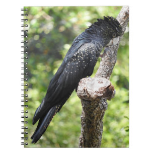 Red-Tailed Black Cockatoo Notebook