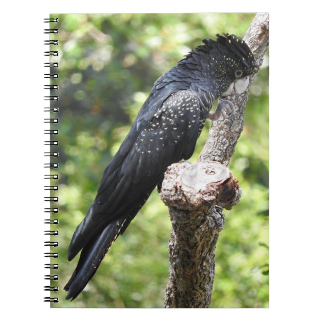 Red-Tailed Black Cockatoo Notebook (Front)