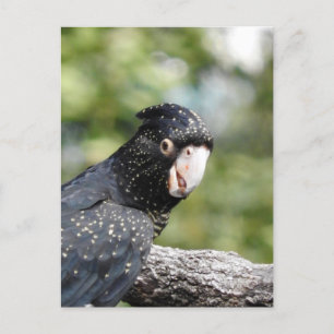 Red-tailed Black Cockatoo Postcard