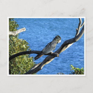 red-tailed black cockatoo postcard