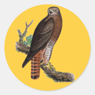 Red-tailed Black Hawk Classic Round Sticker
