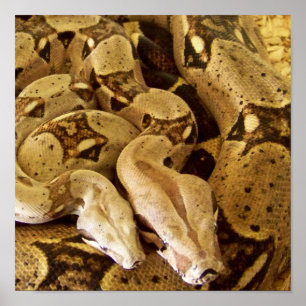 Red Tailed Boas Poster