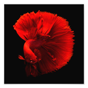 Red Tailed Fish Cntr Photo Print