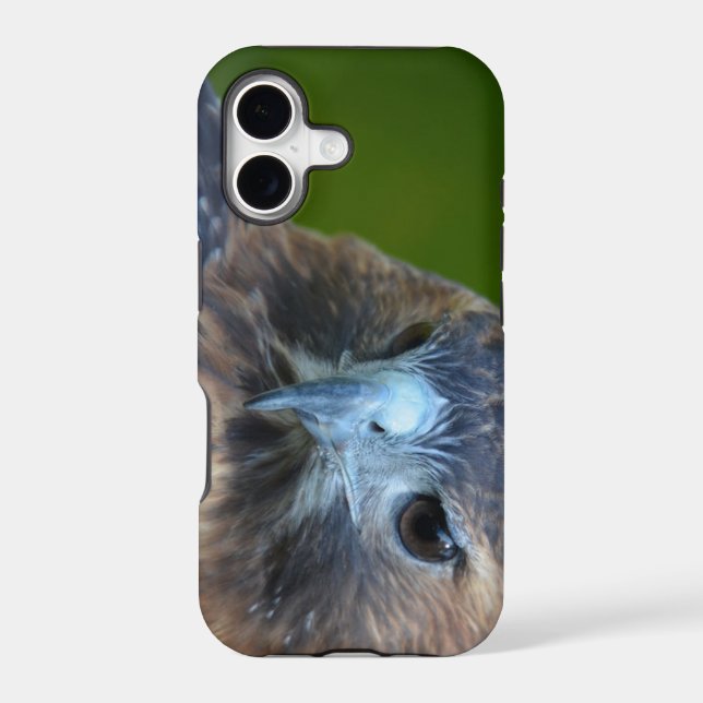 Red-tailed Hawk (Back)