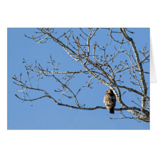 Red Tailed Hawk