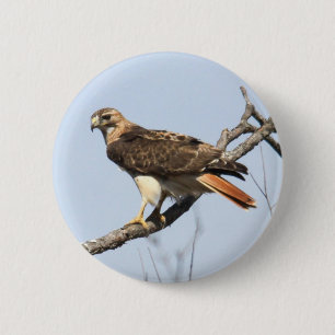 Red-tailed Hawk 6 Cm Round Badge