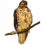 Red Tailed Hawk Acrylic Sculpture Photo Sculpture Key Ring<br><div class="desc">This acrylic sculpture features a female Red-Tailed Hawk (Buteo jamaicensis). One of the most widespread and commonly observed birds of prey in North America, this fierce hunter is perched on a branch high up in some evergreen spruce trees, patiently waiting for a meal to appear. Her head is brown and...</div>