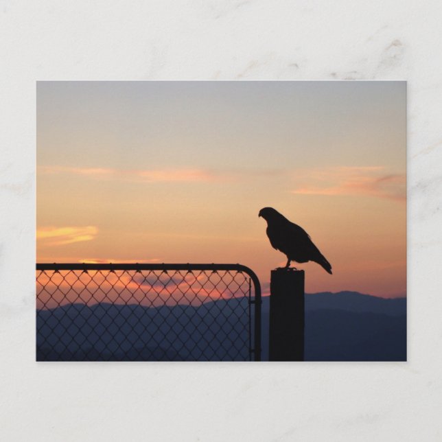 Red Tailed Hawk at Sunset, Humboldt County, CA Postcard (Front)