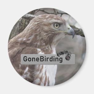 Red-tailed Hawk Birding magnet