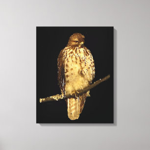 Red Tailed Hawk Canvas Print