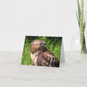 Red-tailed hawk card