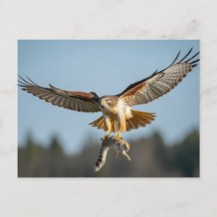 Red-tailed hawk catches squirrel  postcard